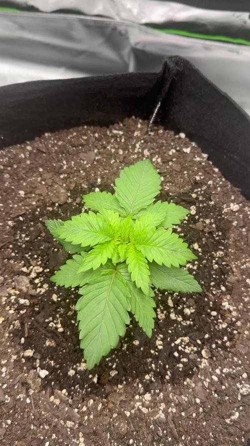 First Grow (GSC Auto)