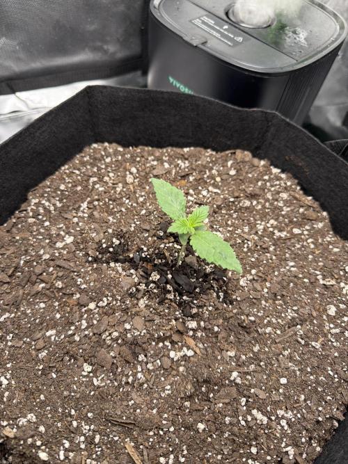 2nd Grow :). Week 3