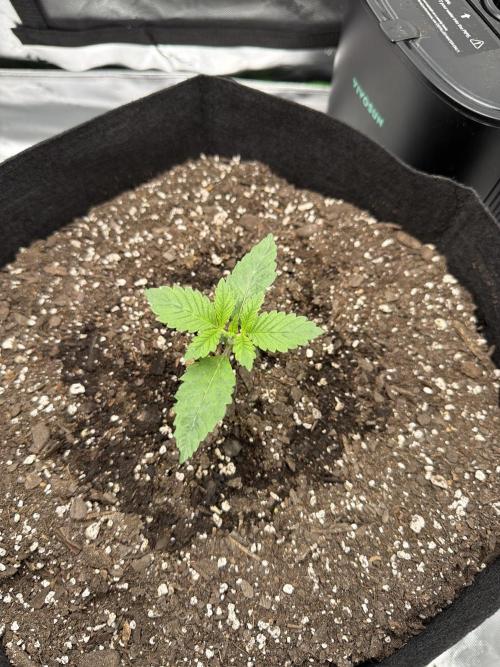 2nd Grow :). Week 3