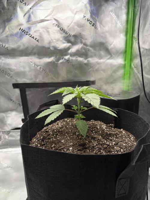 2nd Grow :). Week 3