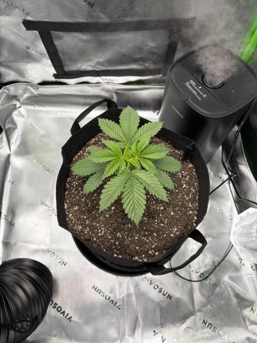 2nd Grow :). Week 3