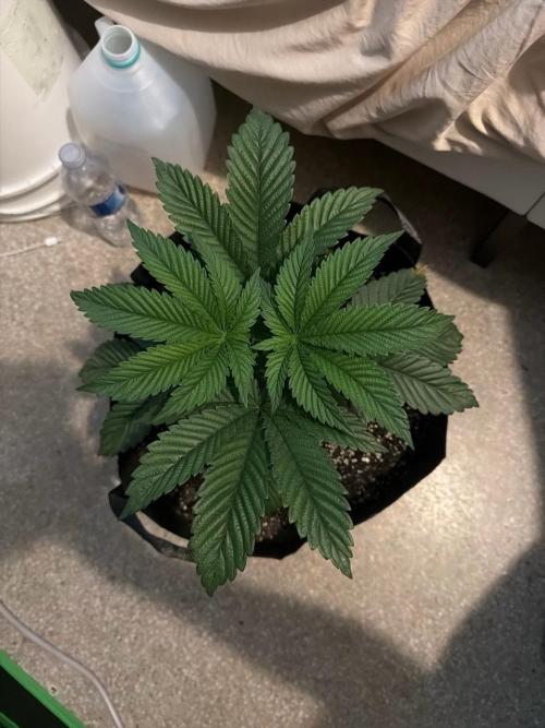 2nd Grow :). Week 4