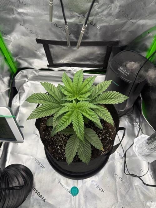 2nd Grow :). Week 4