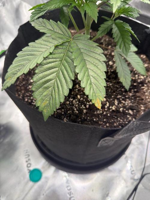2nd Grow :). Week 4