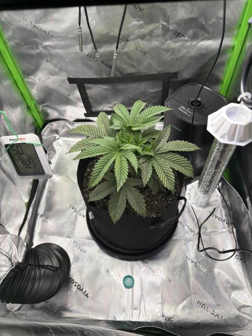 2nd Grow :). Week 4