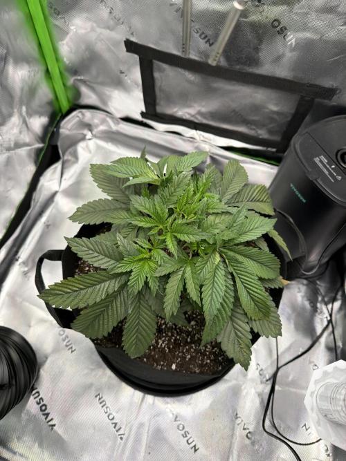 2nd Grow :). Week 4