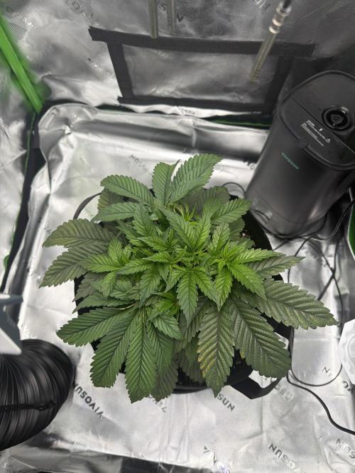 2nd Grow :). Week 4