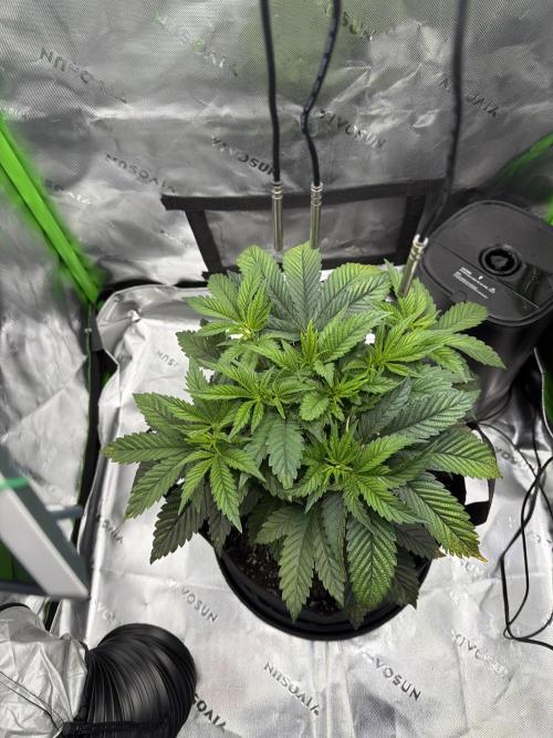 2nd Grow :). Week 2