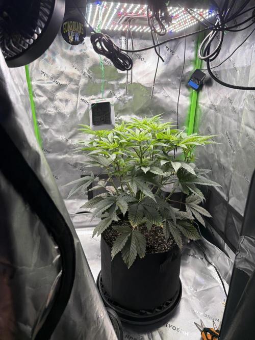 2nd Grow :). Week 2