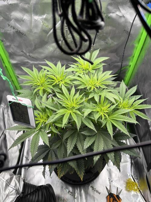 2nd Grow :). Week 2