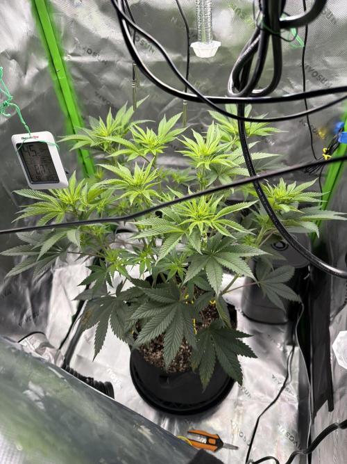 2nd Grow :). Week 2