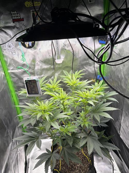 2nd Grow :). Week 2