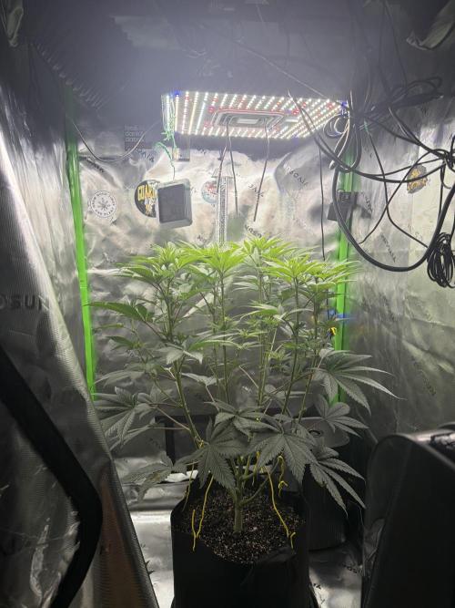 Limez. Week 2