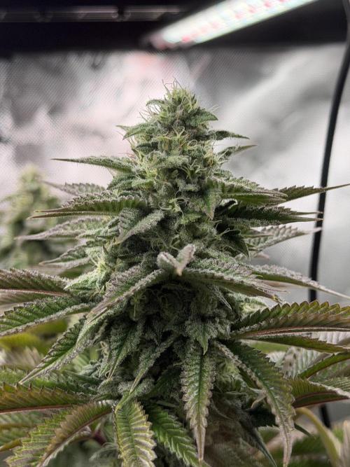 2nd Grow :). Week 5