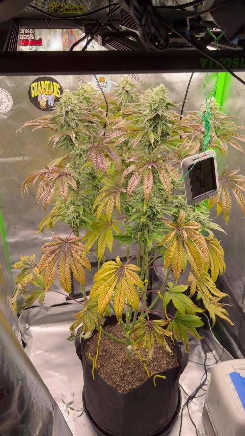 2nd Grow :)