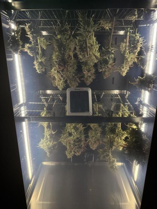 Limez. Week 6