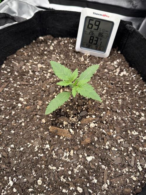 Seriotica. Week 1 - This is the current most pic lol.