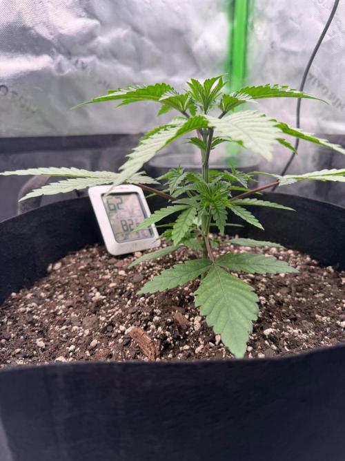 Seriotica. Week 3