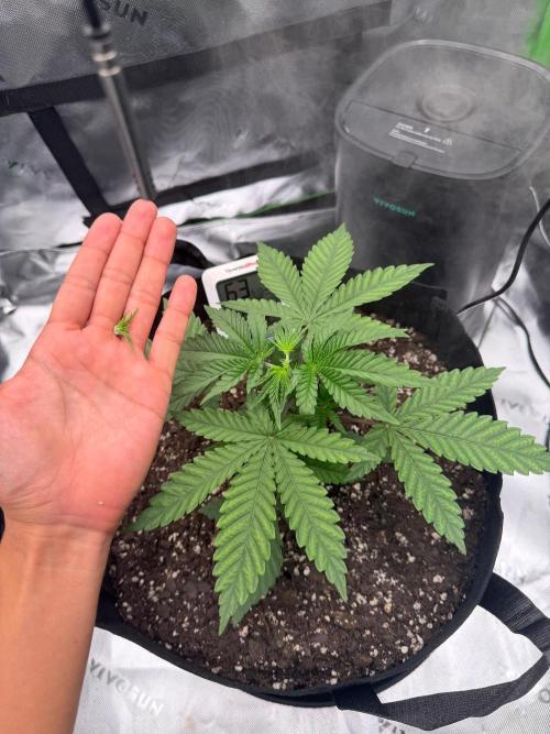 Seriotica. Week 3