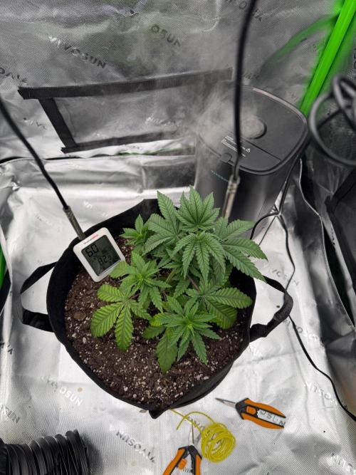 Seriotica. Week 3