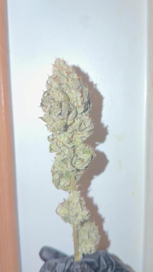 2nd Grow :)