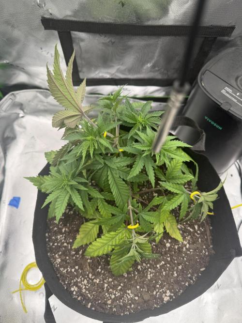 Seriotica. Week 4