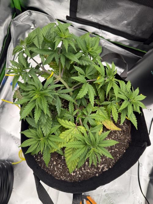 Seriotica. Week 4