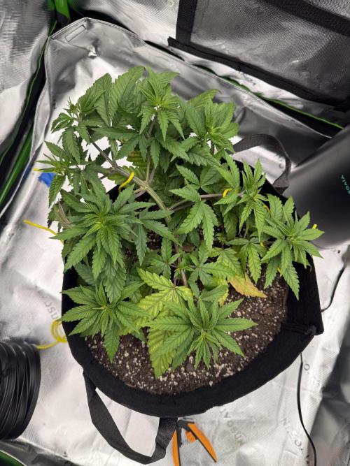 Seriotica. Week 4