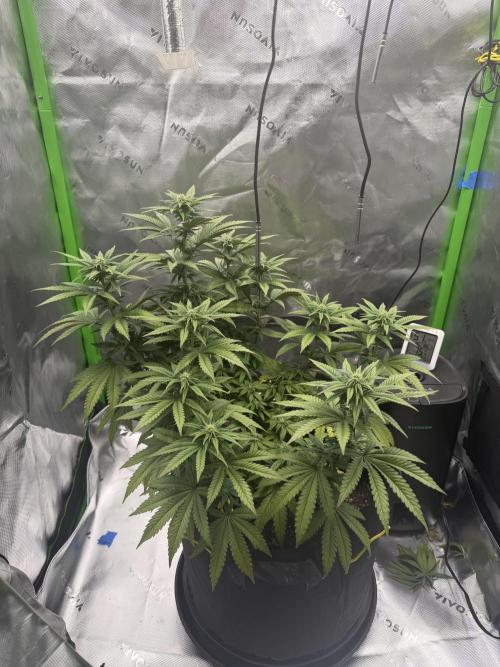 Seriotica. Week 7