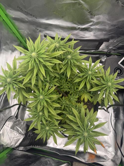 Seriotica. Week 7