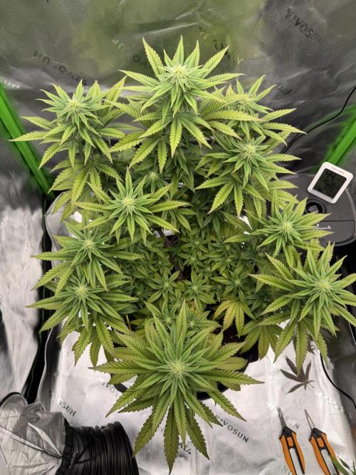 Seriotica. Week 7