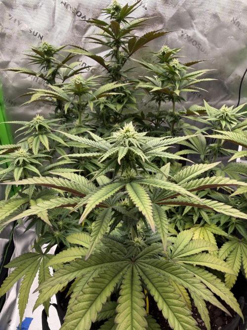 Seriotica. Week 7