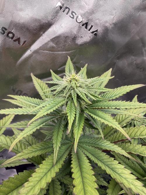 Seriotica. Week 7