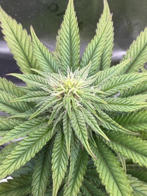 Seriotica. Week 7