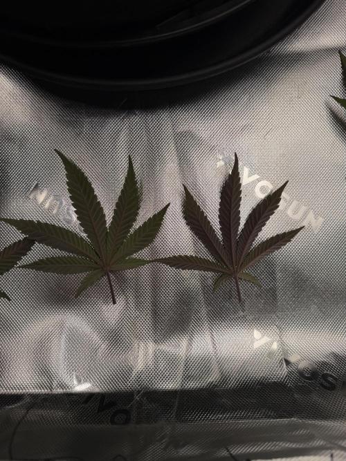 Seriotica. Week 7