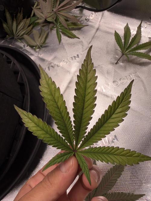 Seriotica. Week 7