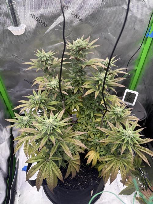 Seriotica. Week 8