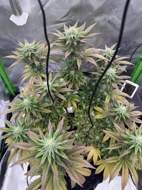 Seriotica. Week 8