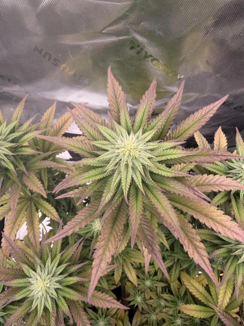Seriotica. Week 8