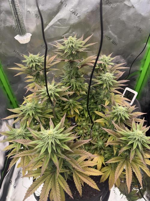 Seriotica. Week 8