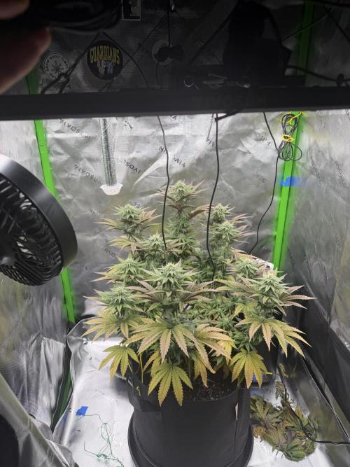 Seriotica. Week 8