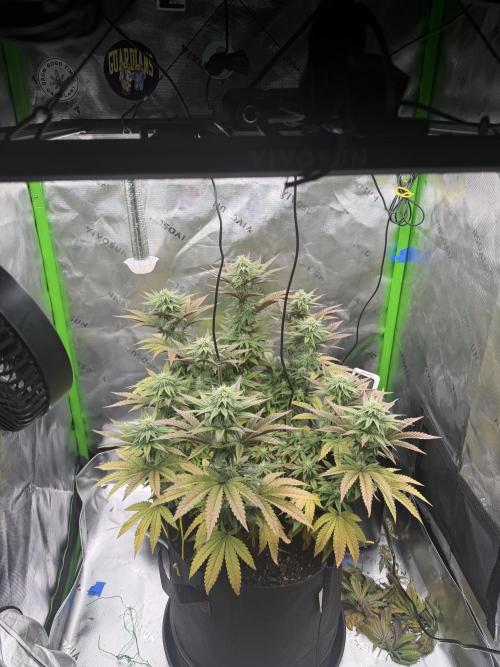 Seriotica. Week 8