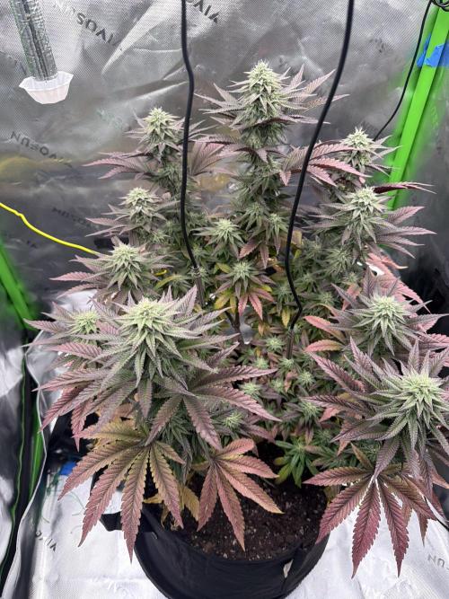 Seriotica. Week 9