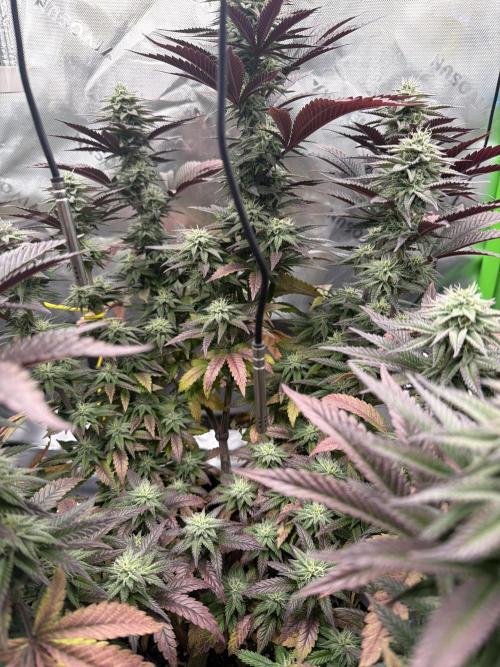 Seriotica. Week 9