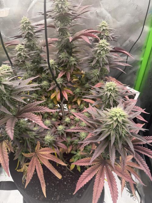 Seriotica. Week 9