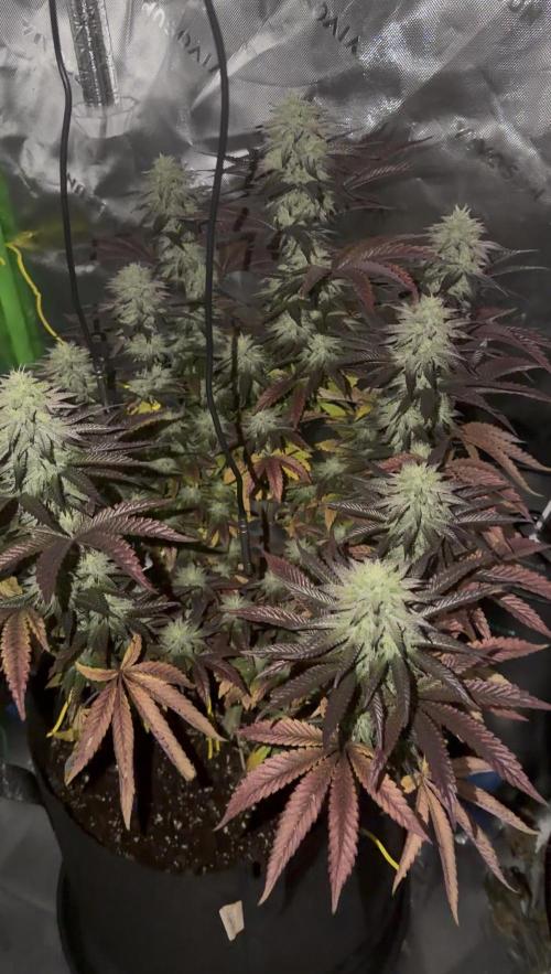 Seriotica. Week 9