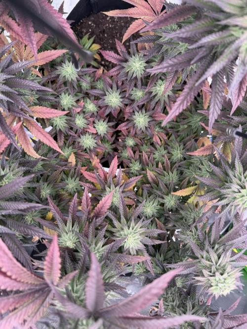Seriotica. Week 9