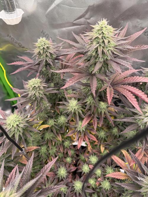 Seriotica. Week 9