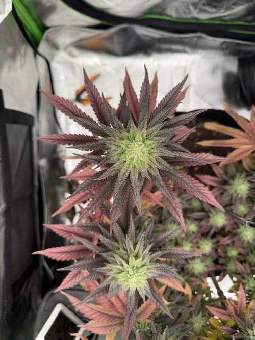 Seriotica. Week 9