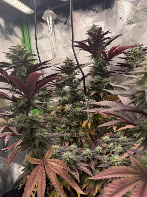Seriotica. Week 9